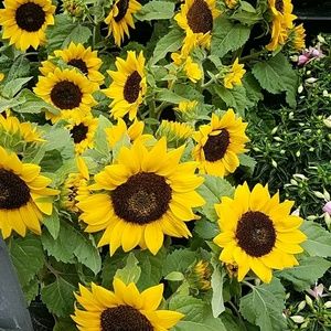 Meet your Posher, Lindsey